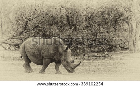 Vanishing Africa: vintage style image of a White Rhinoceros in Hlane National Park, Swaziland
