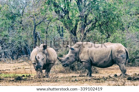 Vanishing Africa: vintage style image of White Rhinoceroses in Hlane National Park, Swaziland