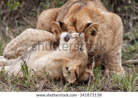 African Lion cubs playing in the Maasai Mara National Park, Kenya