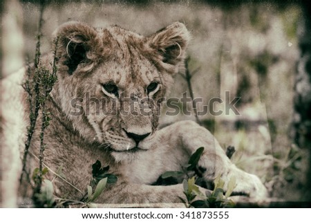Vanishing Africa: vintage style image of an African Lion cub in the Maasai Mara National Park, Kenya