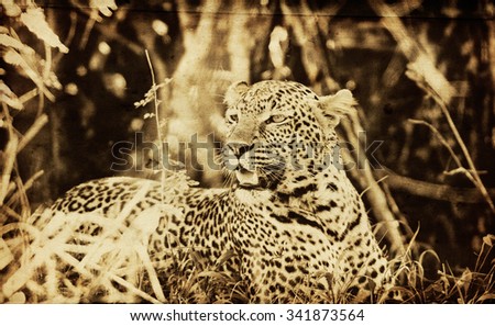 Vanishing Africa: vintage style image of a wild leopard in the Masai Mara National Park, Kenya, Africa