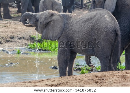 Young Elephant in the Hlane Royal National Park, Swaziland