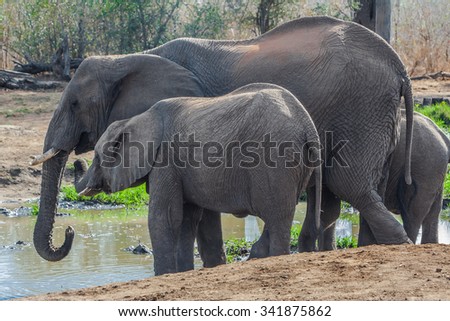 Vanishing Africa: Elephant with her young calf in the Hlane Royal National Park, Swaziland