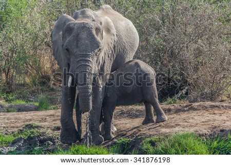 Vanishing Africa: Elephant with her baby in the Hlane Royal National Park, Swaziland