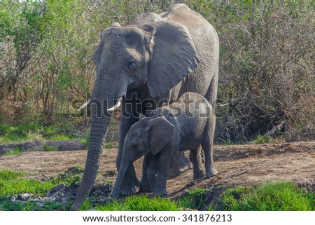 Vanishing Africa: Elephant with her baby in the Hlane Royal National Park, Swaziland
