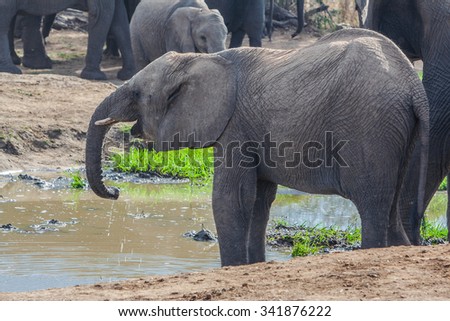 Young Elephant in the Hlane Royal National Park, Swaziland