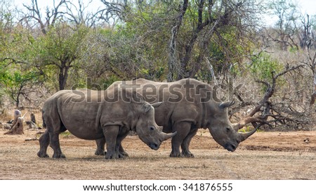 White rhinoceroses or square-lipped rhinoceroses (Ceratotherium simum) in Hlane Royal National Park, Swaziland. The white rhinoceros is one of the five species of rhinoceros that still exist.