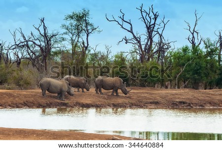 White rhinoceroses or square-lipped rhinoceroses (Ceratotherium simum) in Hlane Royal National Park, Swaziland. The white rhinoceros is one of the five species of rhinoceros that still exist.