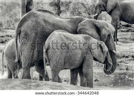 Vanishing Africa: vintage style image of an Elephant with her baby in the Hlane Royal National Park, Swaziland