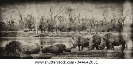 Vanishing Africa: vintage style image of White Rhinoceroses in Hlane National Park, Swaziland