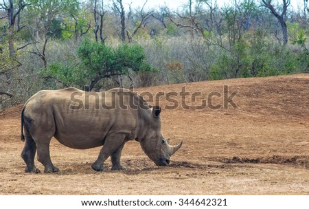 White rhinoceros or square-lipped rhinoceros (Ceratotherium simum) in Hlane Royal National Park, Swaziland. The white rhinoceros is one of the five species of rhinoceros that still exist.