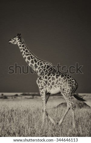 Vanishing Africa: vintage style image of a giraffe in the Masai Mara National Park, Kenya, Africa