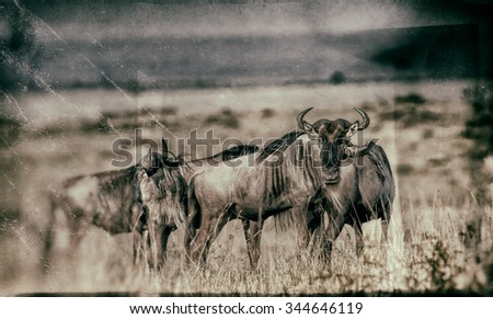 Vanishing Africa: vintage style image of a group of Blue Wildebeests - Maasai Mara National Park in Kenya, Africa