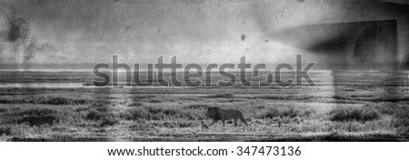 Vanishing Africa: Vanishing Africa: vintage style image of a lion and a lioness in the early morning lights in the Ngorongoro Crater, Tanzania