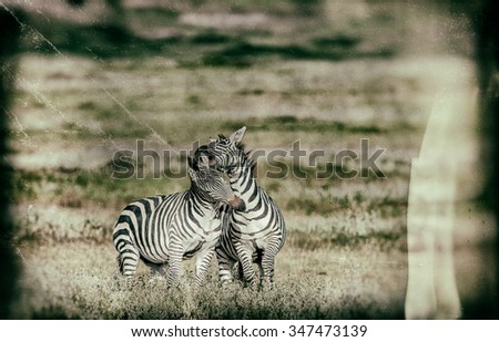 Vanishing Africa: vintage style image of Zebras in the Ngorongoro Crater, Tanzania