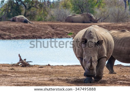 White rhinoceros or square-lipped rhinoceros (Ceratotherium simum) in Hlane Royal National Park, Swaziland. The white rhinoceros is one of the five species of rhinoceros that still exist.