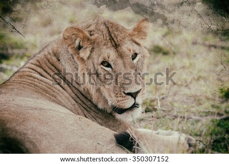 Vanishing Africa: vintage style image of an African Lion in the Maasai Mara National Park, Kenya