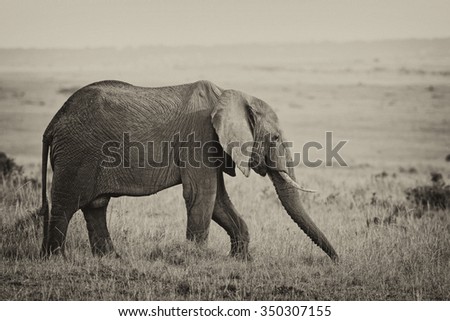 Vanishing Africa: vintage style image of an African Elephant in the Maasai Mara National Park in Kenya, Africa