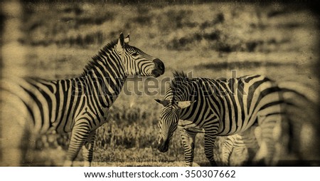 Vanishing Africa: vintage style image of Zebras in the Ngorongoro Crater, Tanzania
