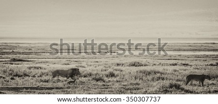 Vanishing Africa: Vanishing Africa: vintage style image of a lion and a lioness in the early morning lights in the Ngorongoro Crater, Tanzania