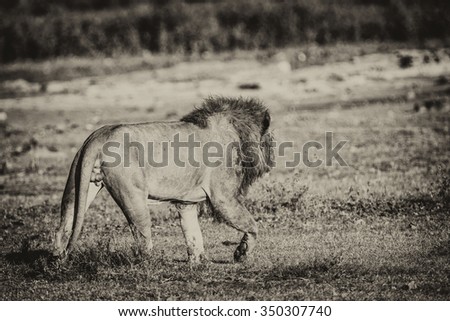 Vanishing Africa: Vanishing Africa: vintage style image of a lion in the early morning lights in the Ngorongoro Crater, Tanzania