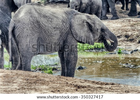 Vanishing Africa: vintage style image of a young Elephant in the Hlane Royal National Park, Swaziland