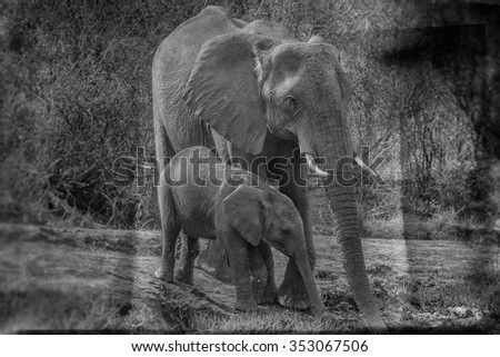 Vanishing Africa: vintage style image of an Elephant with her calf in the Hlane Royal National Park, Swaziland