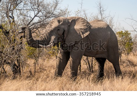 Elephant in South Luangwa National Park, Zambia. It is one of the greatest wildlife sanctuaries in the world. The concentration of animals around the Luangwa River is among the most intense in Africa.