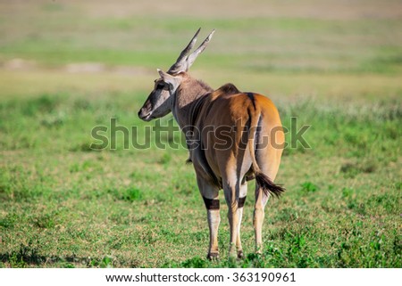 Huge Eland antelope in the Ngorongoro Crater, Tanzania, East-Africa