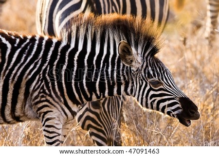 Zebra Calf