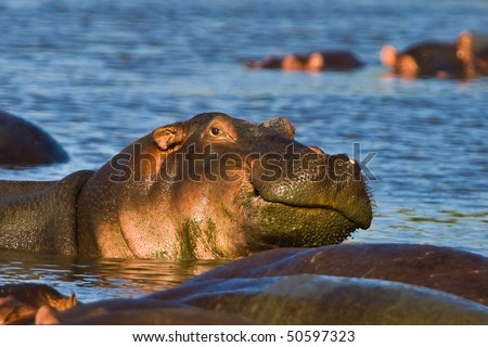 Hippopotamuses - Serengeti Wildlife Conservation Area, Safari, Tanzania, East Africa