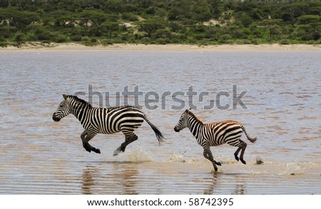 horses running in water. Horses Running In Water.