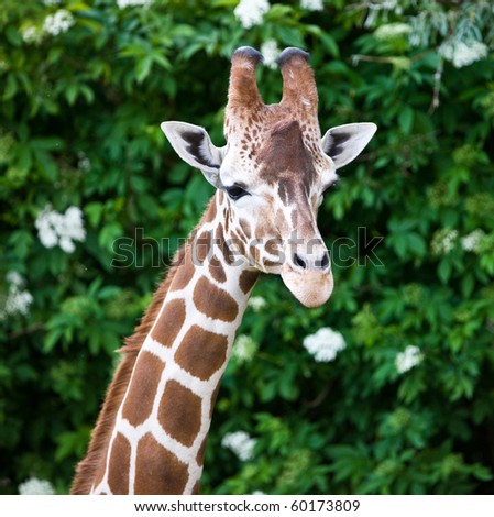 Head portrait of a beautiful Giraffe