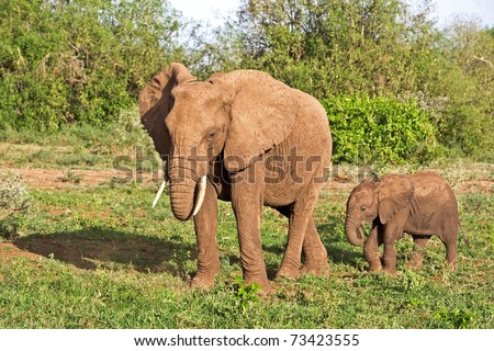 An African elephant mom walking together with her cute little baby in the bushland of the Lake Manyara National Park in Tanzania