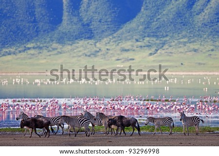 Zebras and a wildebeest walking beside the lake in the Ngorongoro Crater, Tanzania, flamingos in the background