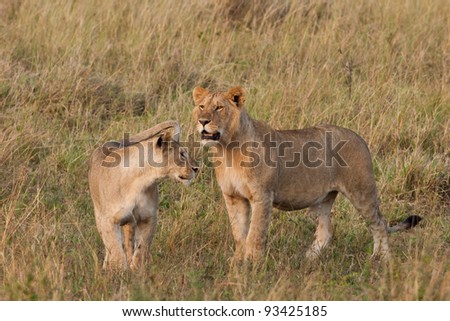 Young male African Lion and Lioness in the Maasai Mara National Park, Kenya