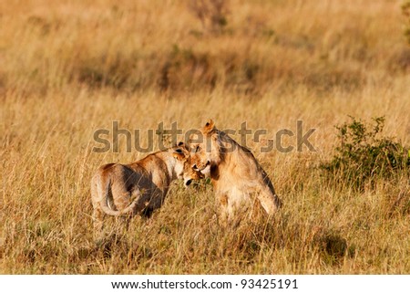African Lion and Lioness in the Maasai Mara National Park, Kenya