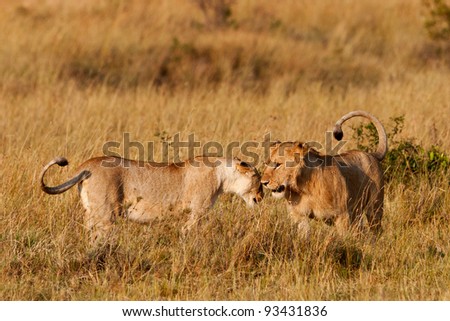 African Lion and Lioness in the Maasai Mara National Park, Kenya