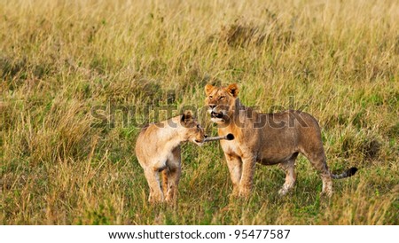 Young male African Lion and Lioness in the Maasai Mara National Park, Kenya