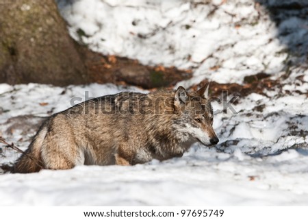 Wolf in the Bavarian part of the Alps, Bayerischer Wald National Park, Germany