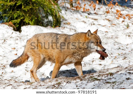 Wolf in the Bavarian part of the Alps, Bayerischer Wald National Park, Germany