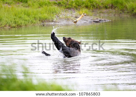 brown bear playing with bone in water