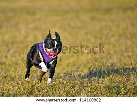 boston terrier having fun running in a field