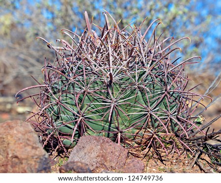 A desert barrel cactus in the Arizona desert