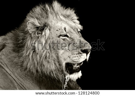 An old male lion with battle scars