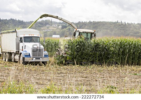 Harvesting corn for cattle feed