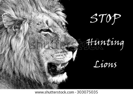 Photo of male lion with battle scars and inscription to stop hunting lions