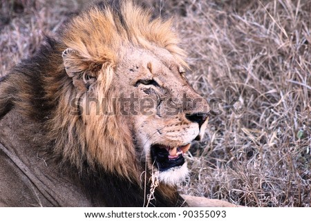 Male lion showing battle scars. Taken in South Africa