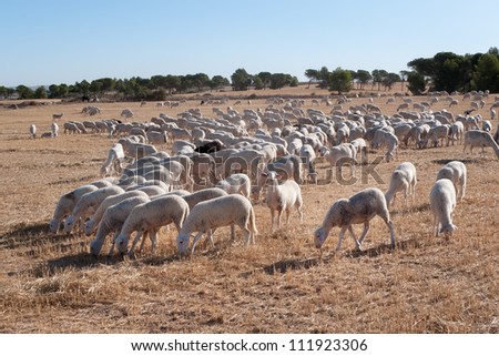 flock of sheep in the province of Albacete (Spain)