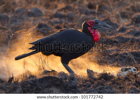 Southern Ground Hornbill (Bucorvus leadbeateri) searching for food in Soouth Africa\'s Kruger Park